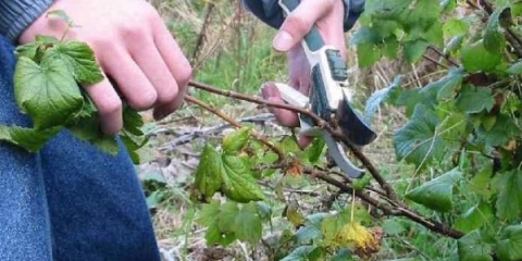 Pravilna rezidba crvene i crne ribizle u jesen za početnike